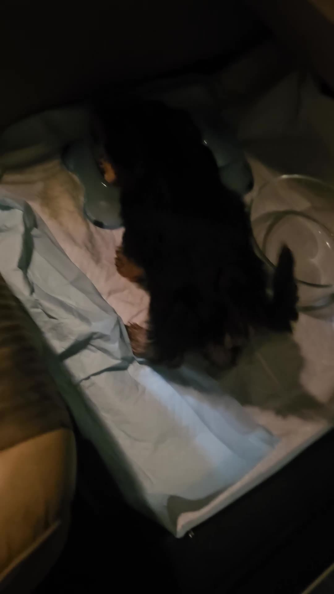 Yorkshire Terrier dogs for sale: Shiloh, 5 month old male puppy for sale - Video 1