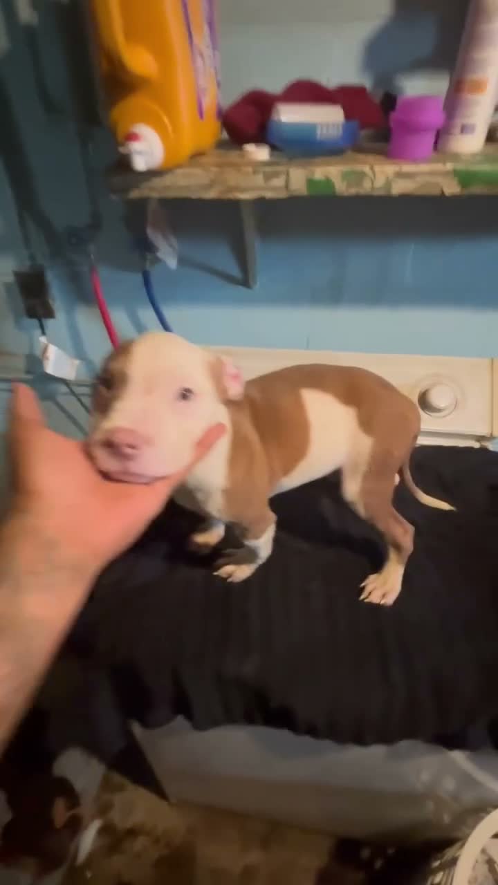 American Staffordshire Terrier dogs for sale: American Staffordshire Terrier 3 - Video 1