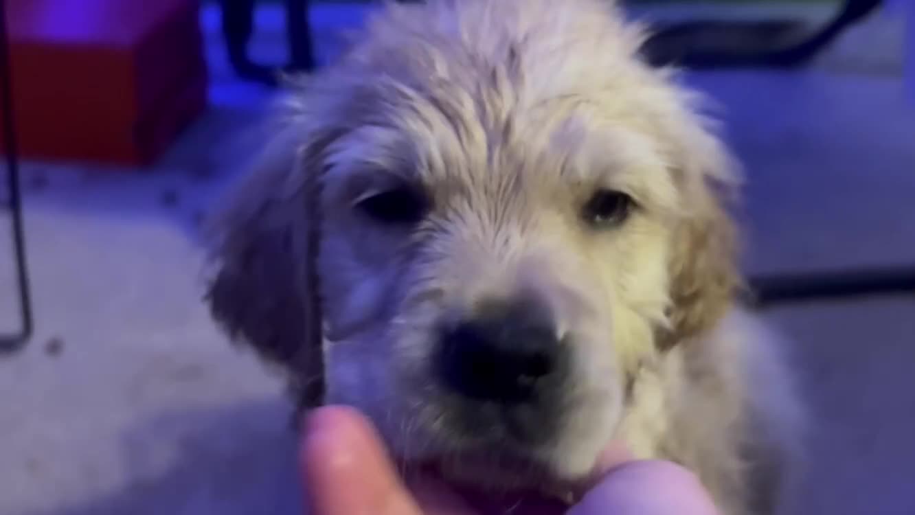 Golden Retriever dogs for sale: Nova - Video 8