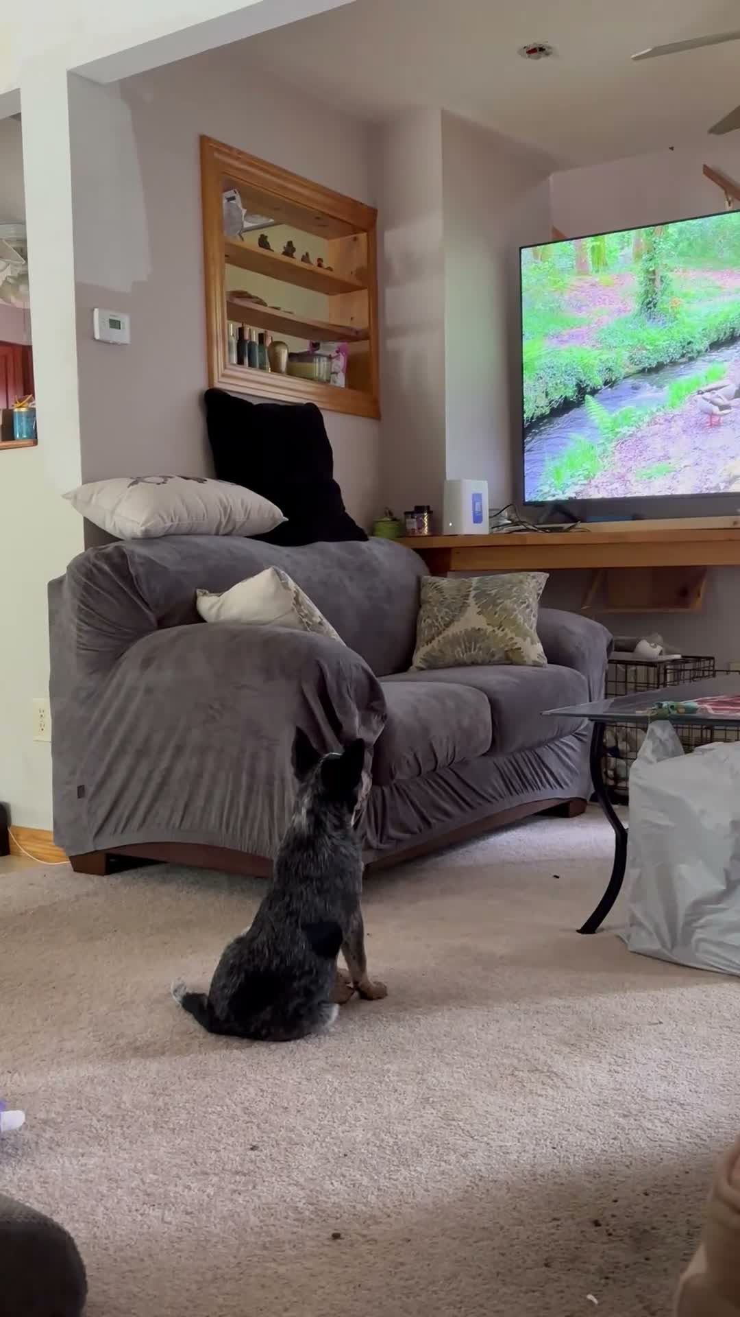 Australian Cattle Dog dogs for sale: Callie - Video 1