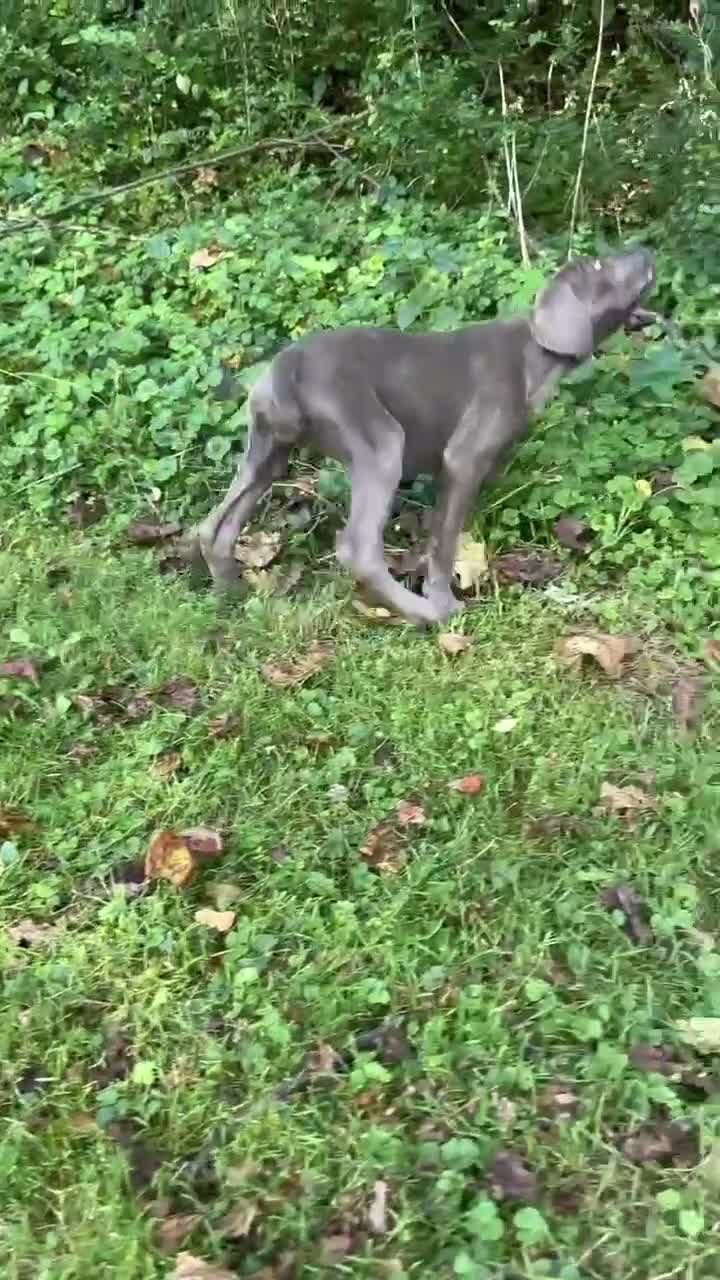Cane Corso dogs for sale: Sapphire  - Video 1