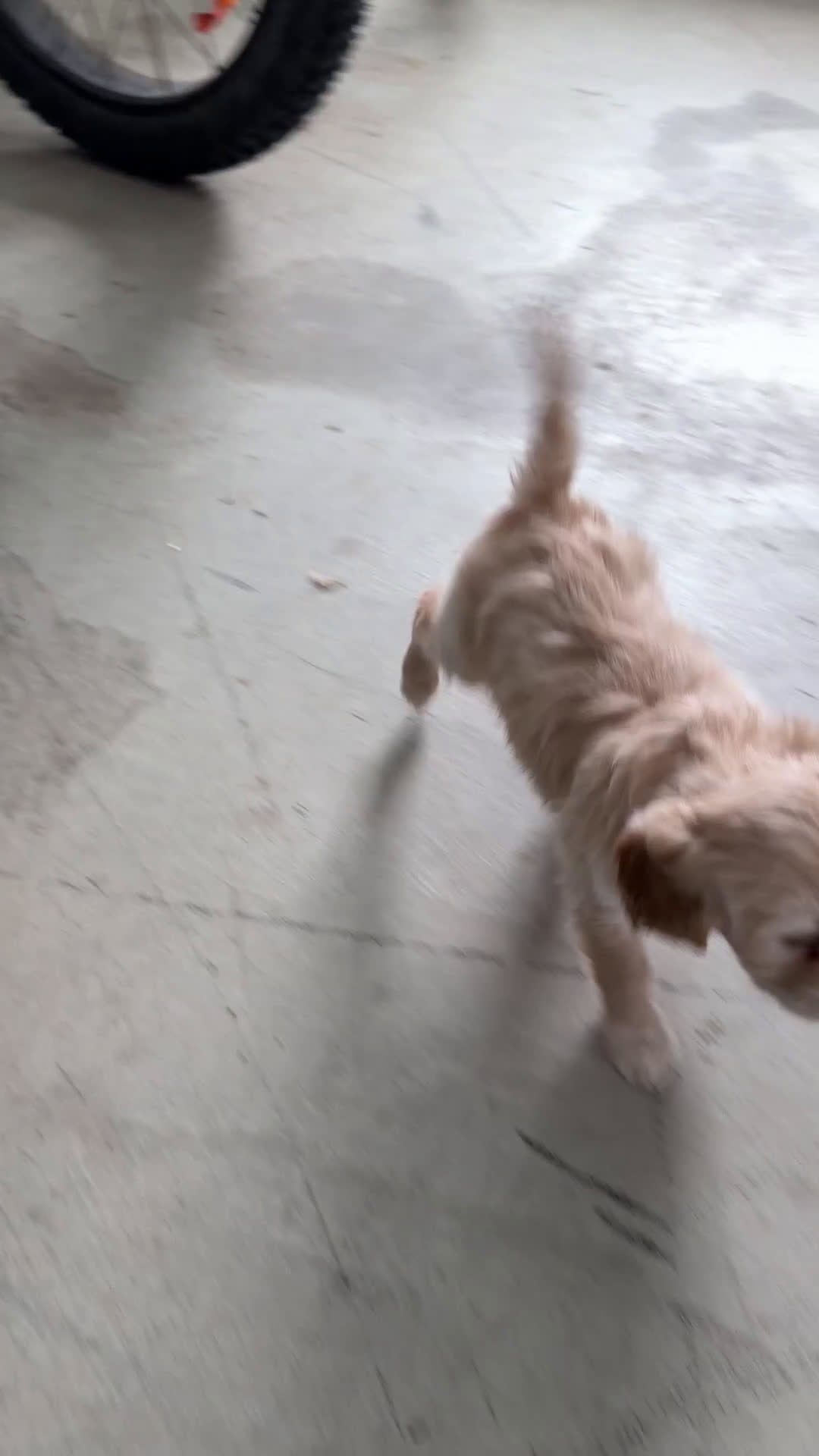 Cavapoo dogs for sale: Bonnie - Video 1