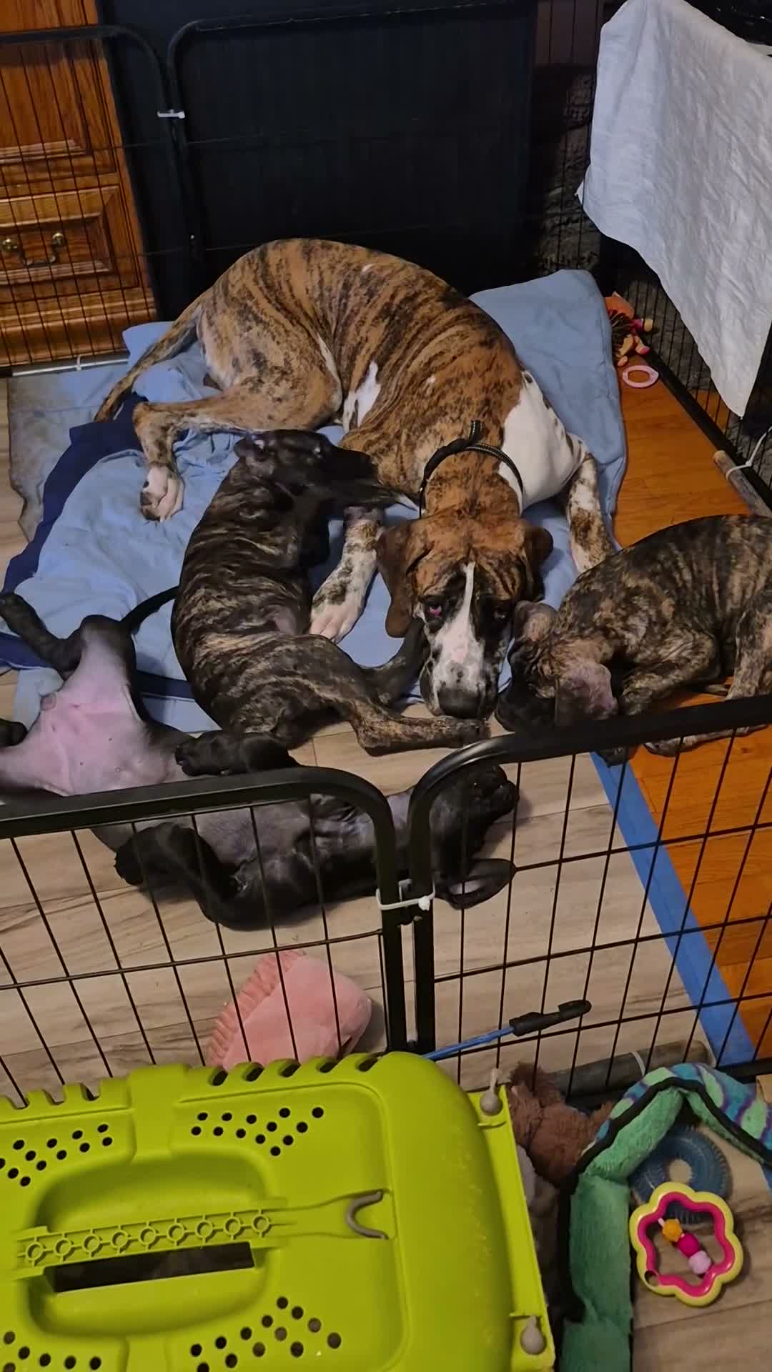 Great Dane dogs for sale: Fury - Video 4