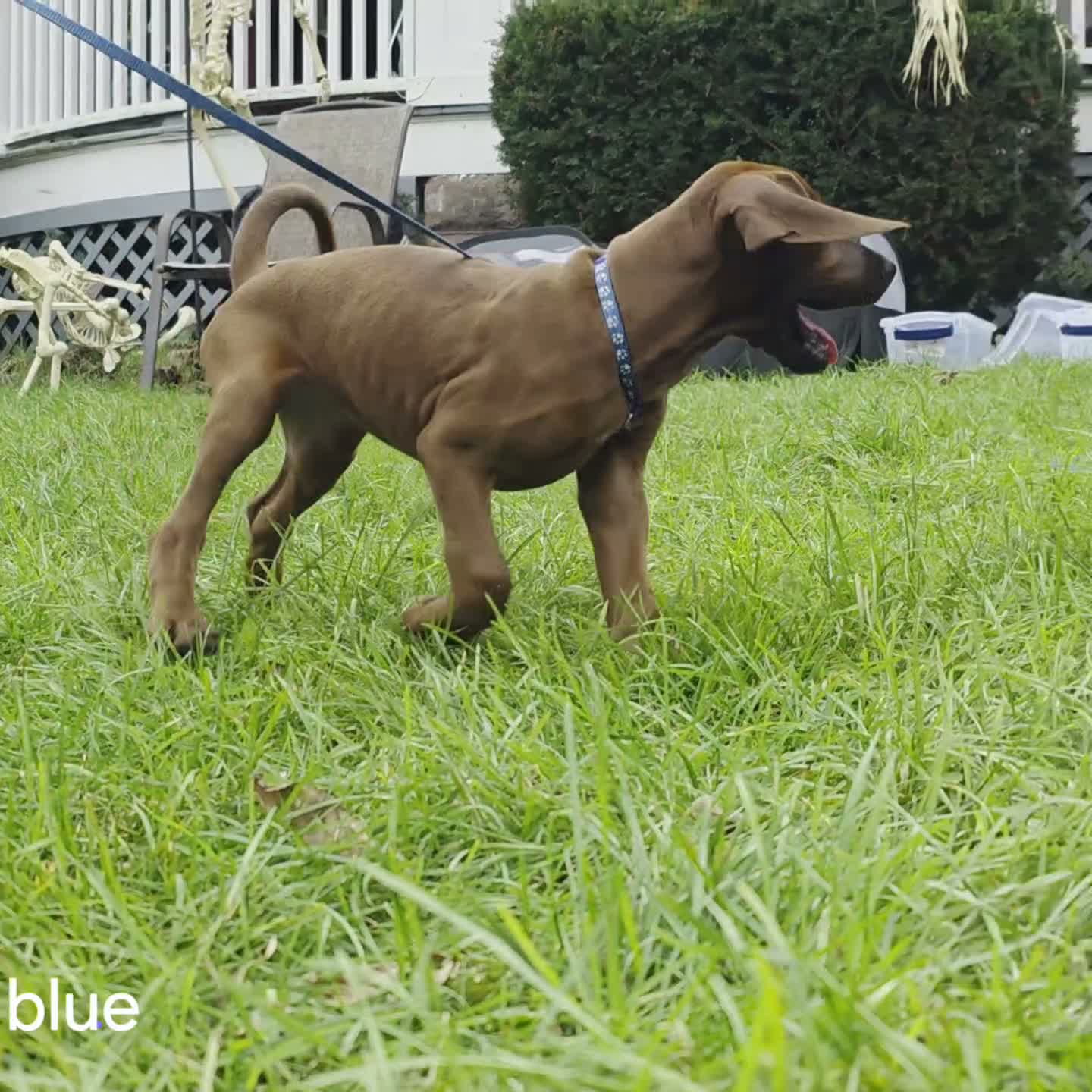 Redbone Coonhound dogs for sale: Redbone Coonhound 8(blue) - Video 2
