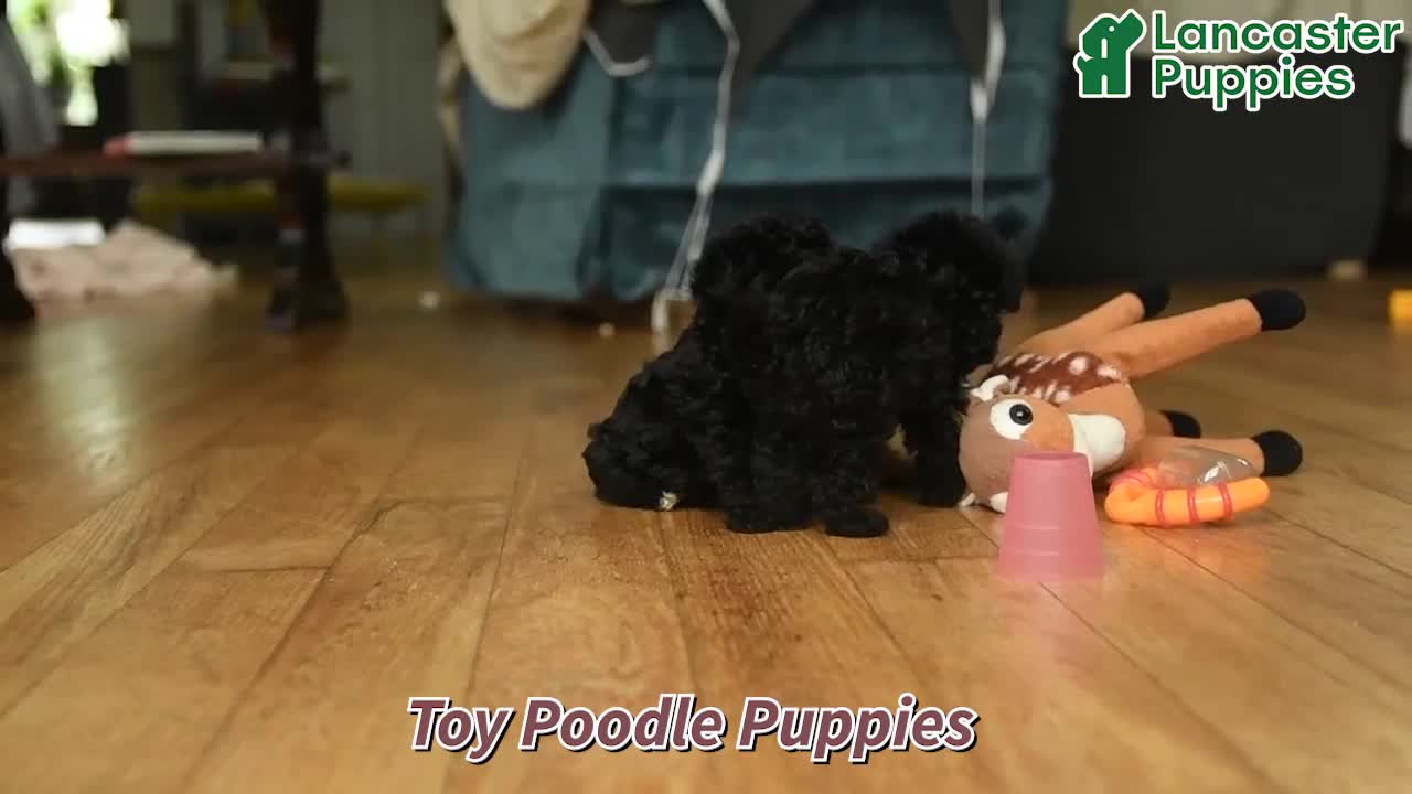 Toy Poodle dogs for sale: Jimmy - Video 1