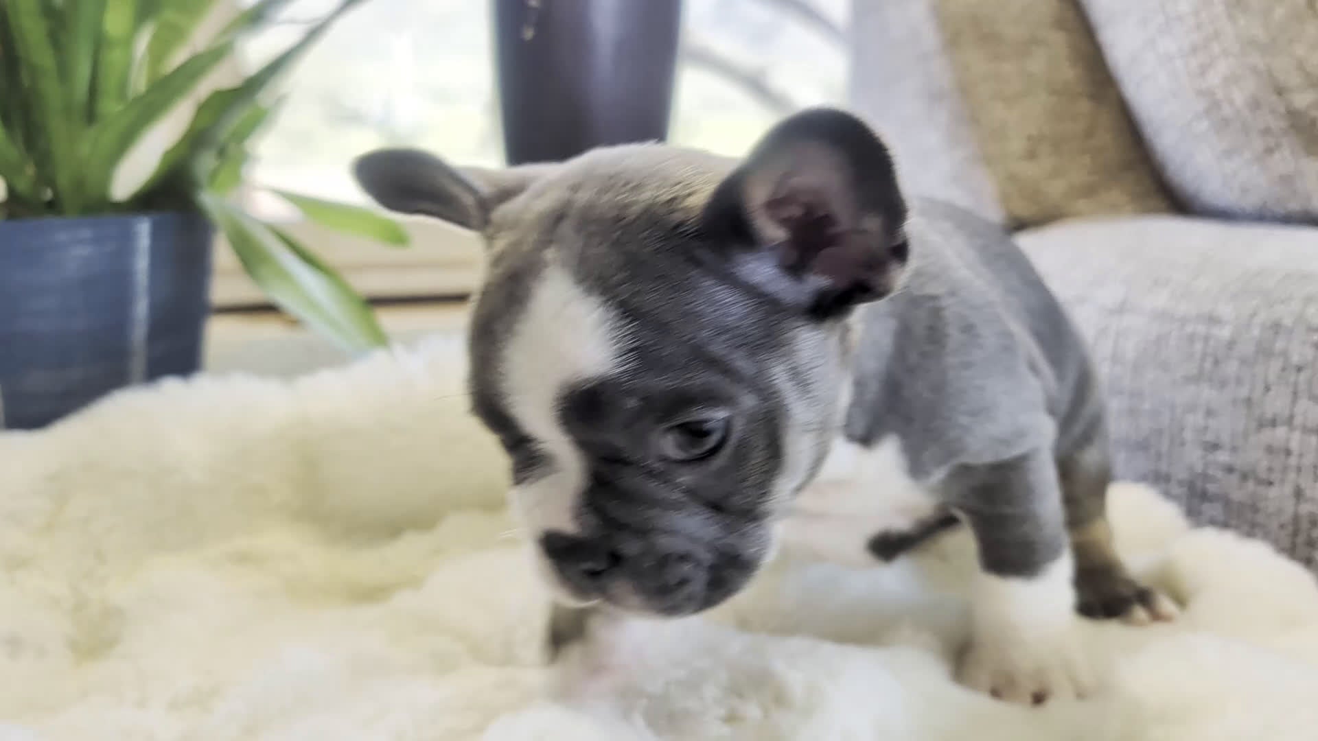 Frenchton dogs for sale: Sprout - Video 1