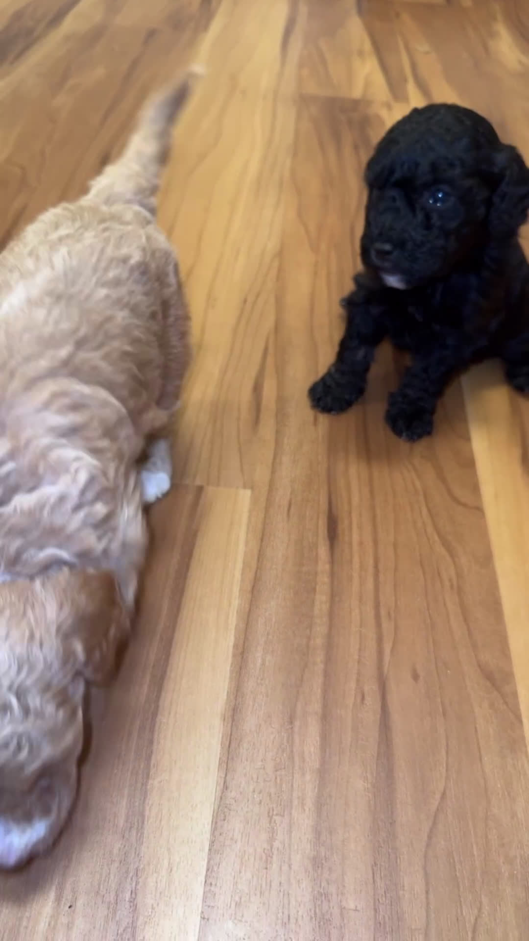 Mini Goldendoodle dogs for sale: Mini Goldendoodle ‘Trix’ - Video 5