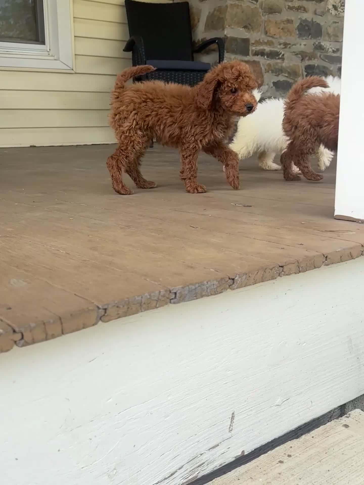 Mini Goldendoodle dogs for sale: Mini Goldendoodle Puppy 2 - Video 1