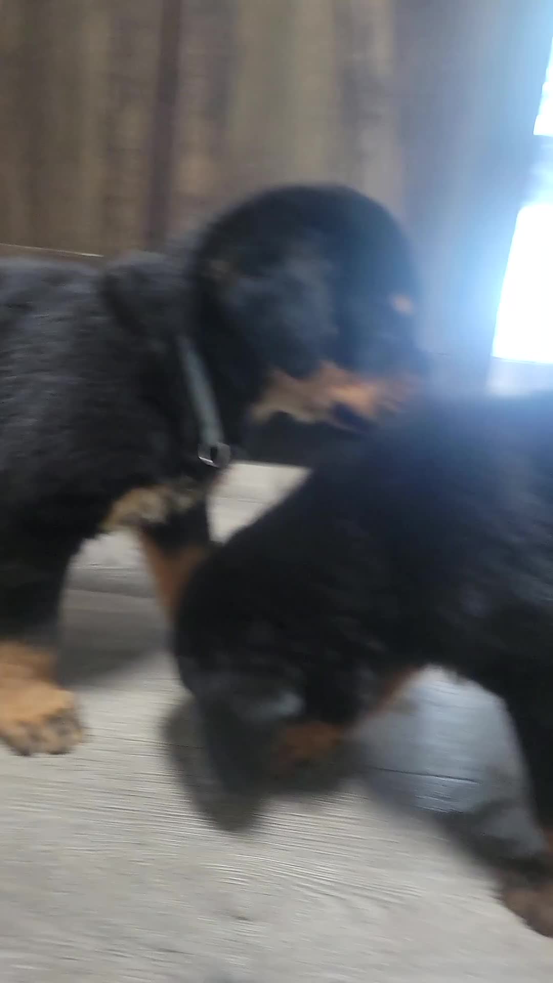 Rottweiler dogs for sale: Rottweiler - Male Blue - Video 1