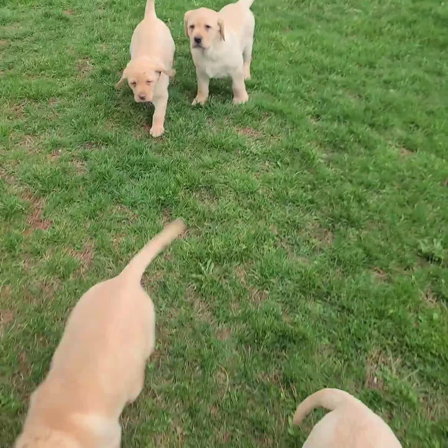 Labrador Retriever dogs for sale: Bryson - Video 1