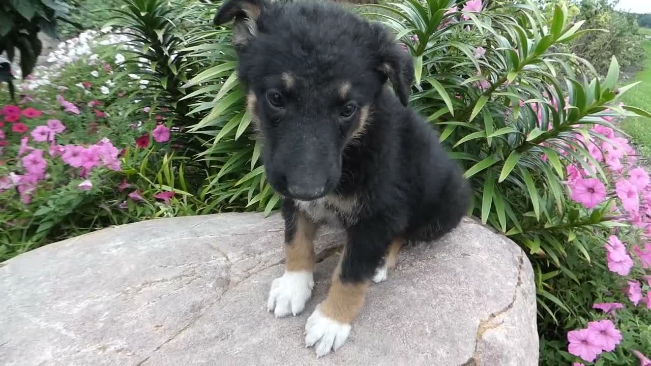 German Shepherd dogs for sale: German Shepherd Wesley 5 - Video 1