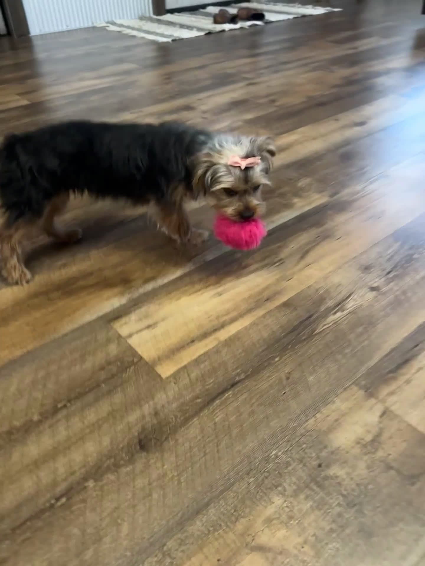 Yorkshire Terrier dogs for sale: Hallie - Video 1