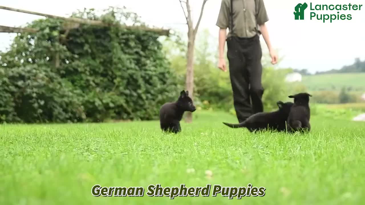 German Shepherd dogs for sale: Bridgette - Video 1
