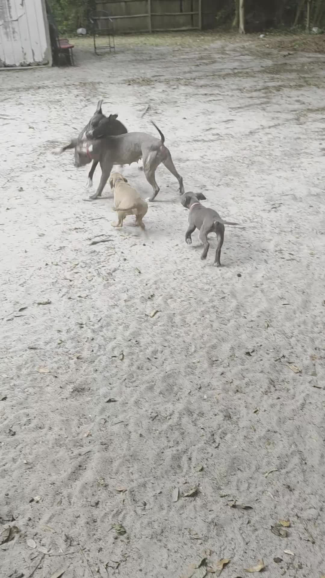 American Pit Bull Terrier dogs for sale: American Pit Bull Terrier 1 - Video 1