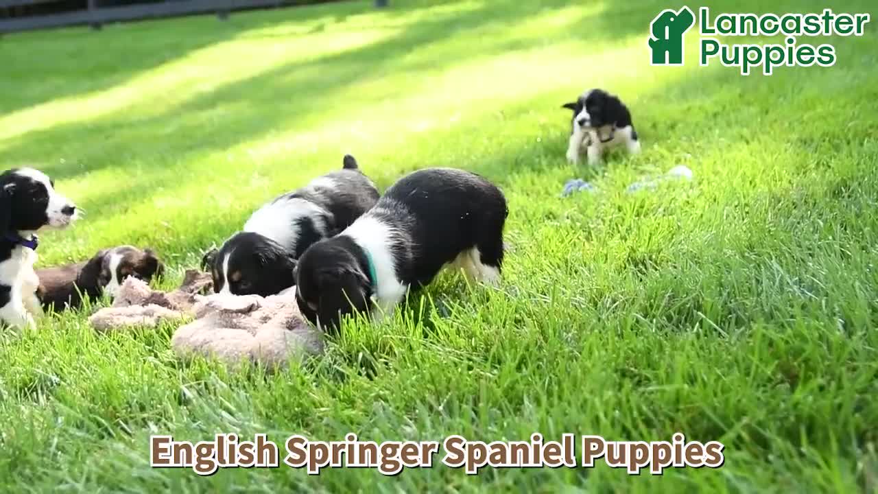 English Springer Spaniel dogs for sale: Blessing - Video 1