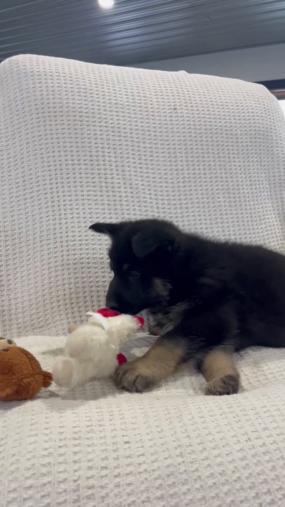 German Shepherd dogs for sale: Atlas  - Video 1