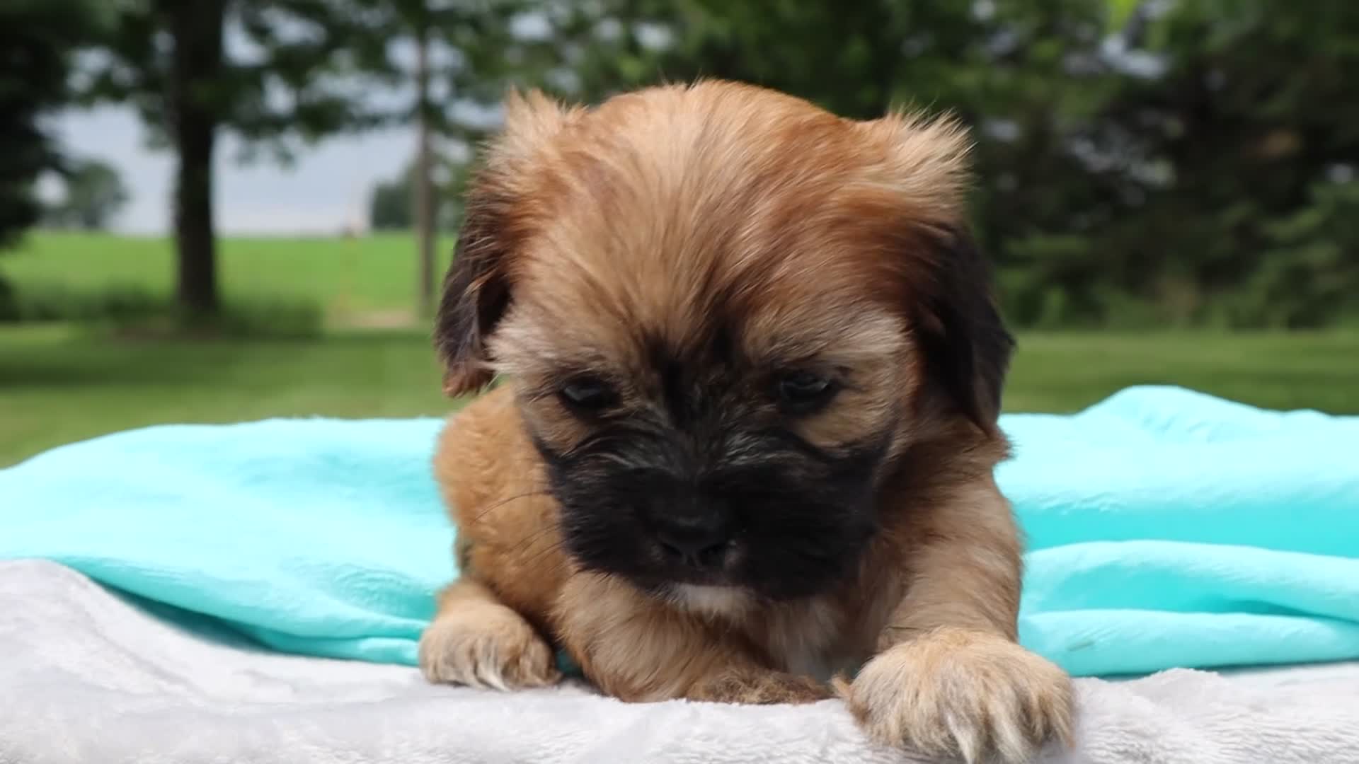 Mixed Breed dogs for sale: Wynn - Video 1