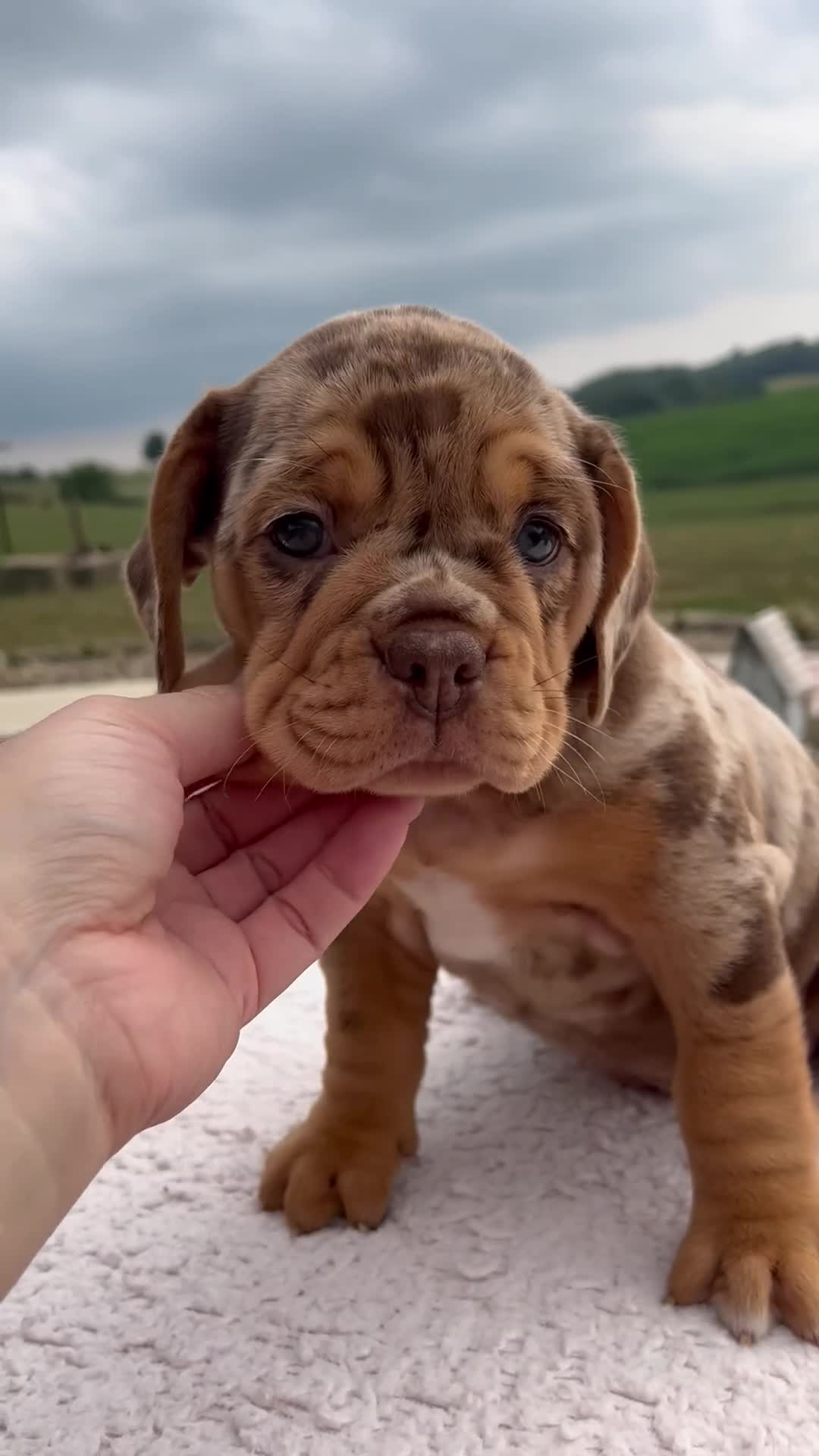 Beabull dogs for sale: Mila - Video 1