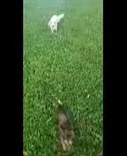 Miniature Dachshund dogs for sale: Chipper - Video 1