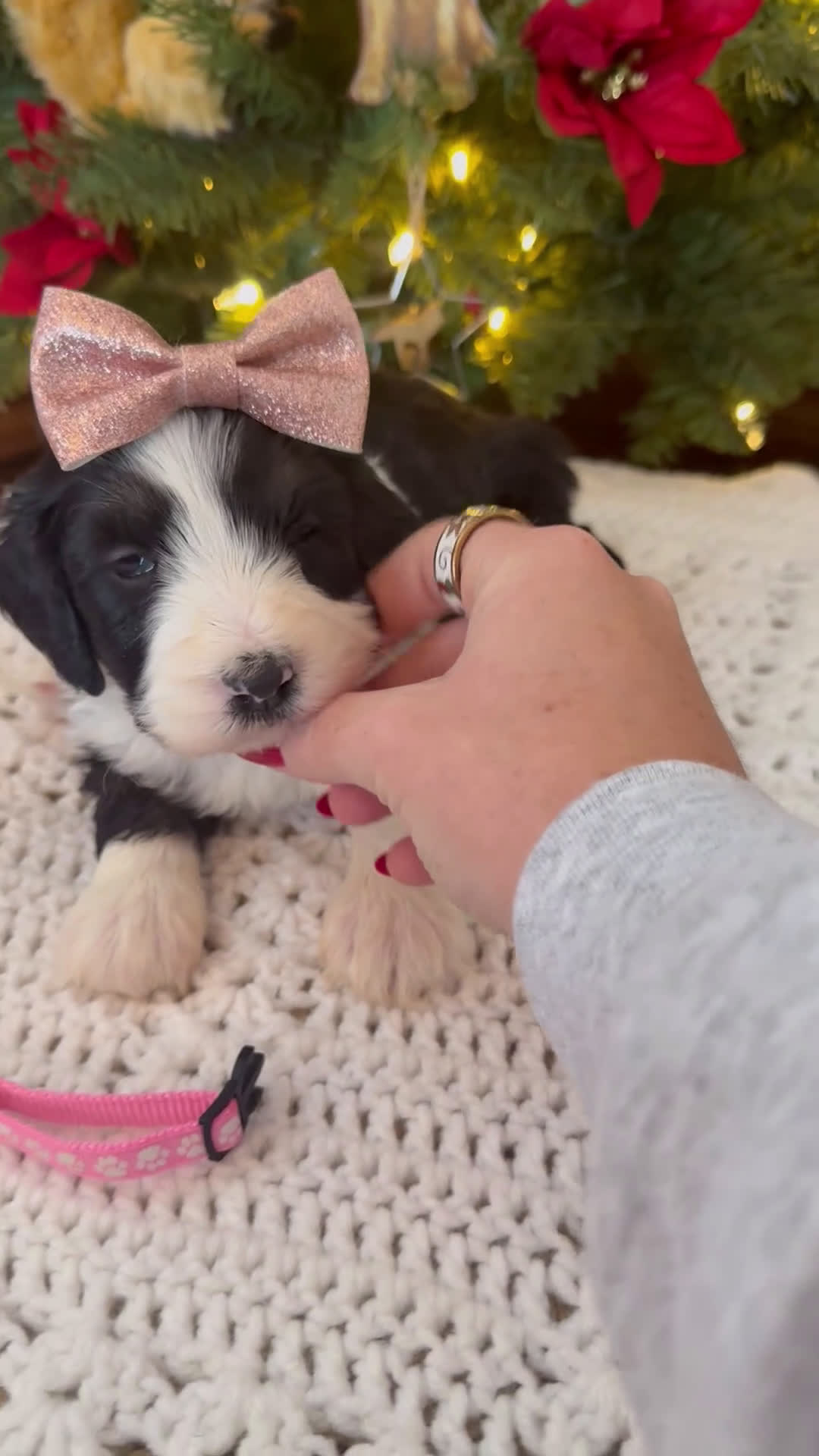 Mini Bernedoodle dogs for sale: Frank - Video 4