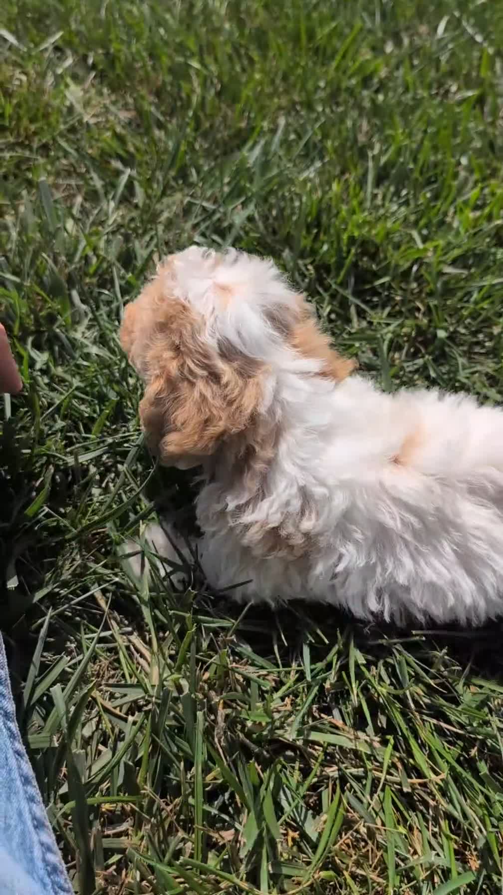 Miniature Poodle dogs for sale: Romeo - Video 1