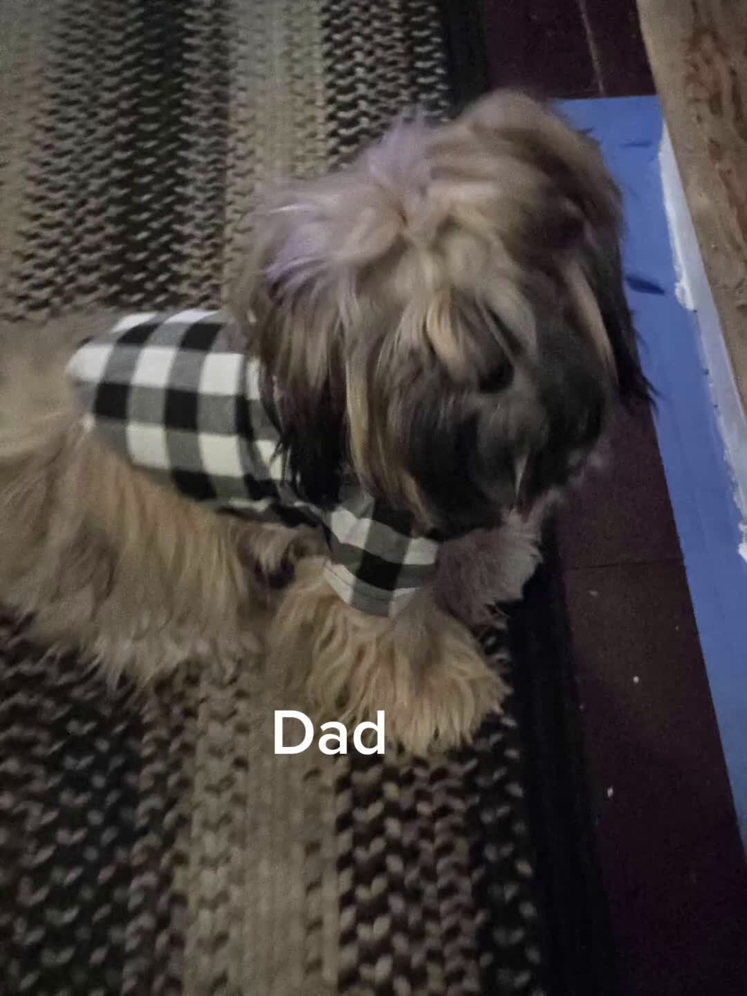 Shih Tzu dogs for sale: Bella - Video 1