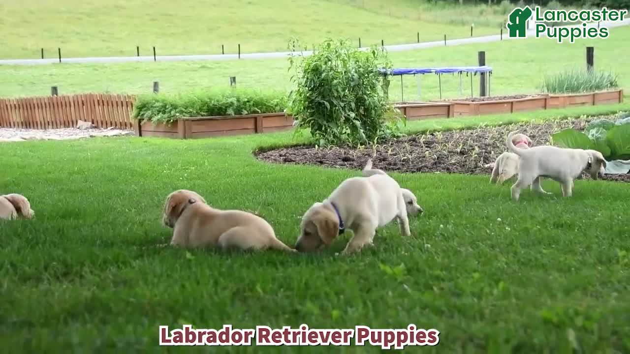 Labrador Retriever dogs for sale: Sunshine - Video 1