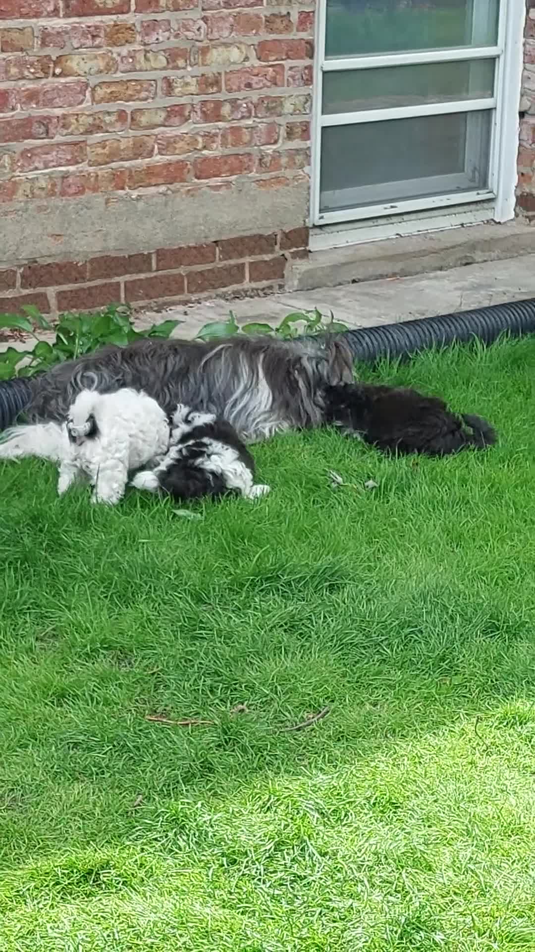 Shih Tzu dogs for sale: Shih Tzu Puppy 1 - Video 1