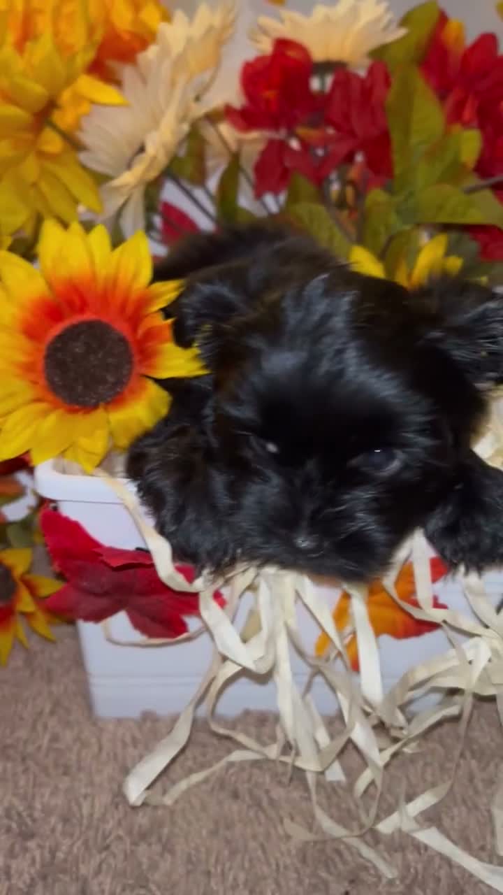 Shorkie dogs for sale: Blacky - Video 1