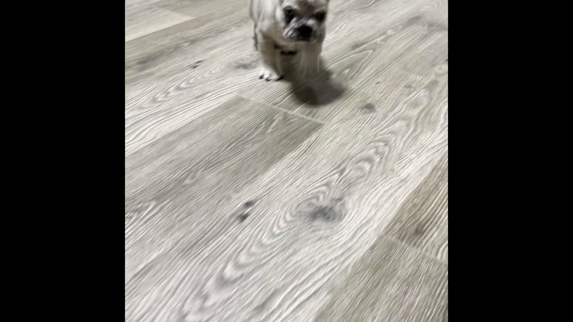 French Bulldog dogs for sale: Duke - Video 1