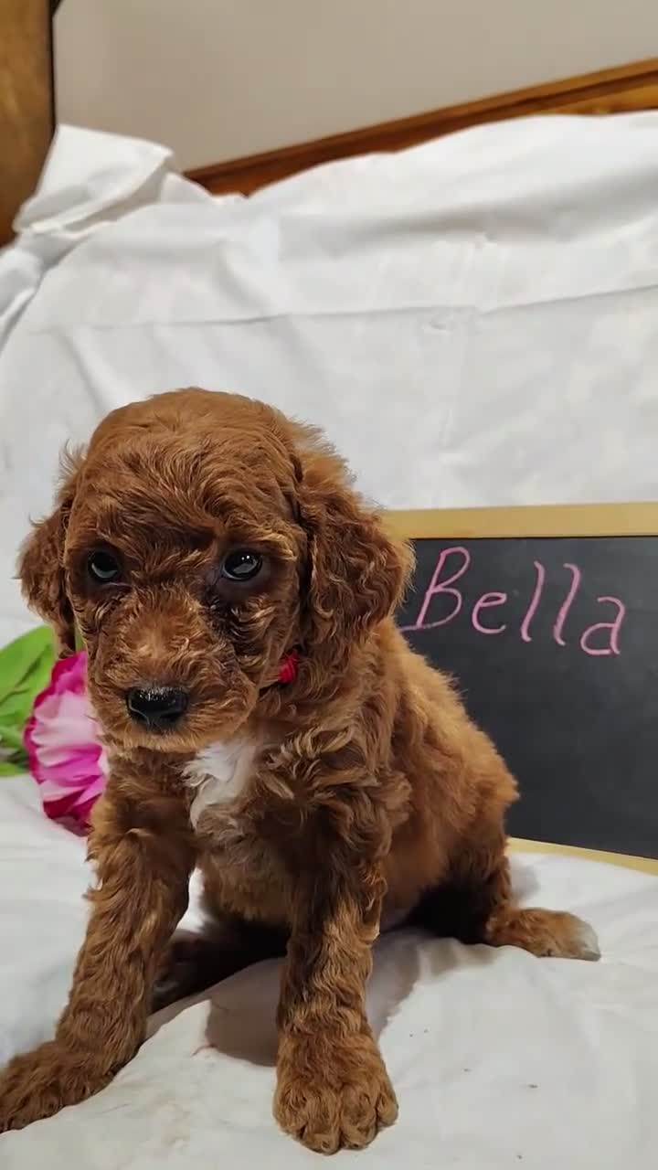 Mini Goldendoodle dogs for sale: Bella - Video 1