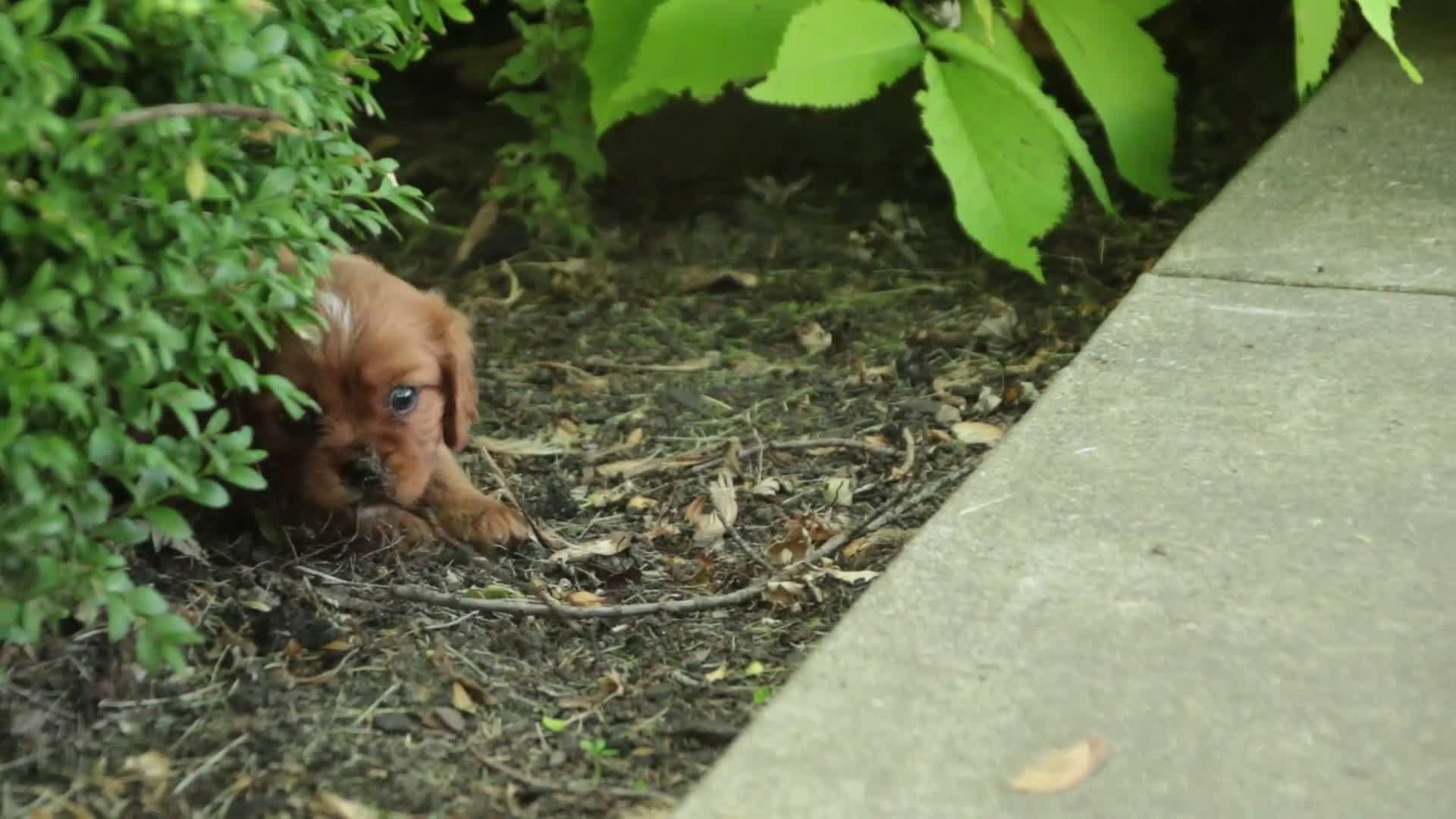 Cavalier King Charles Spaniel dogs for sale: Grady Cavalier King Charles Spaniel  - Video 1