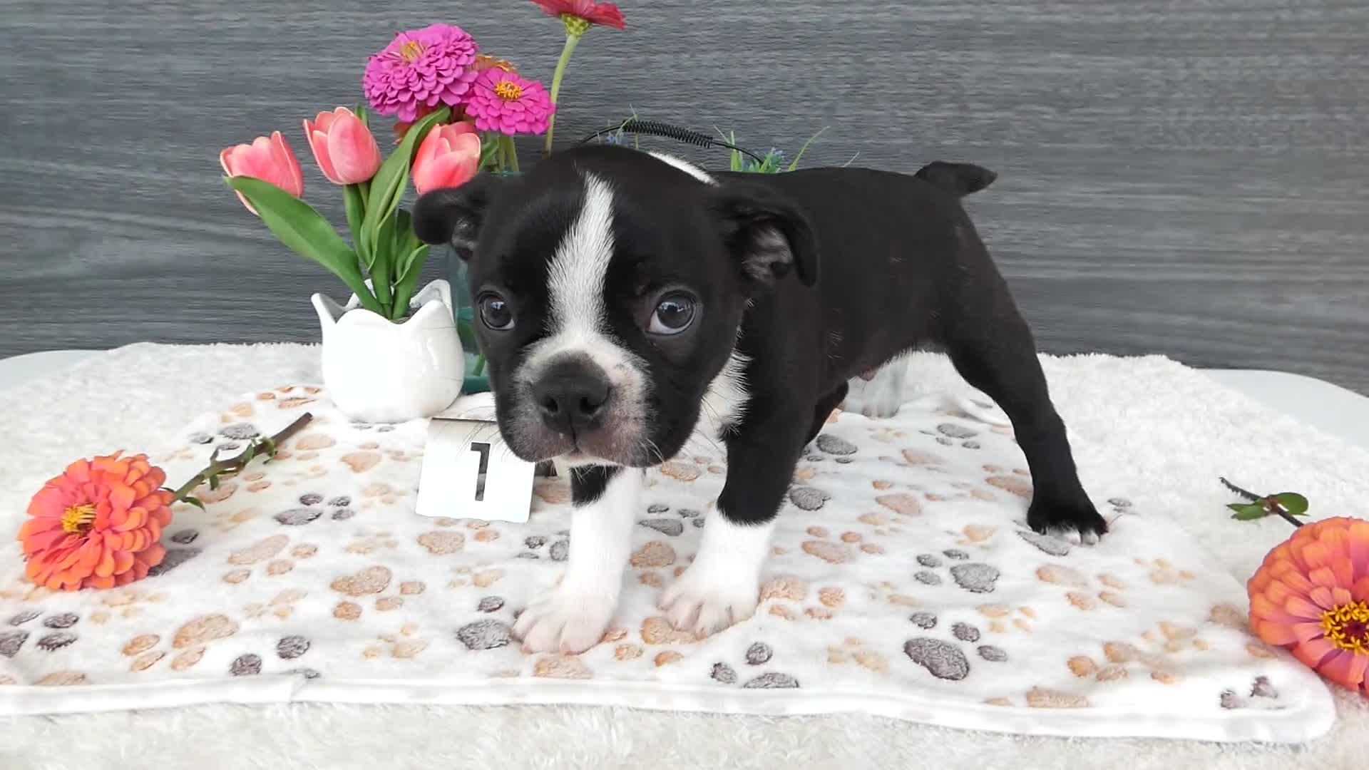 Boston Terrier dogs for sale: Boston Terrier 1 Toby - Video 1