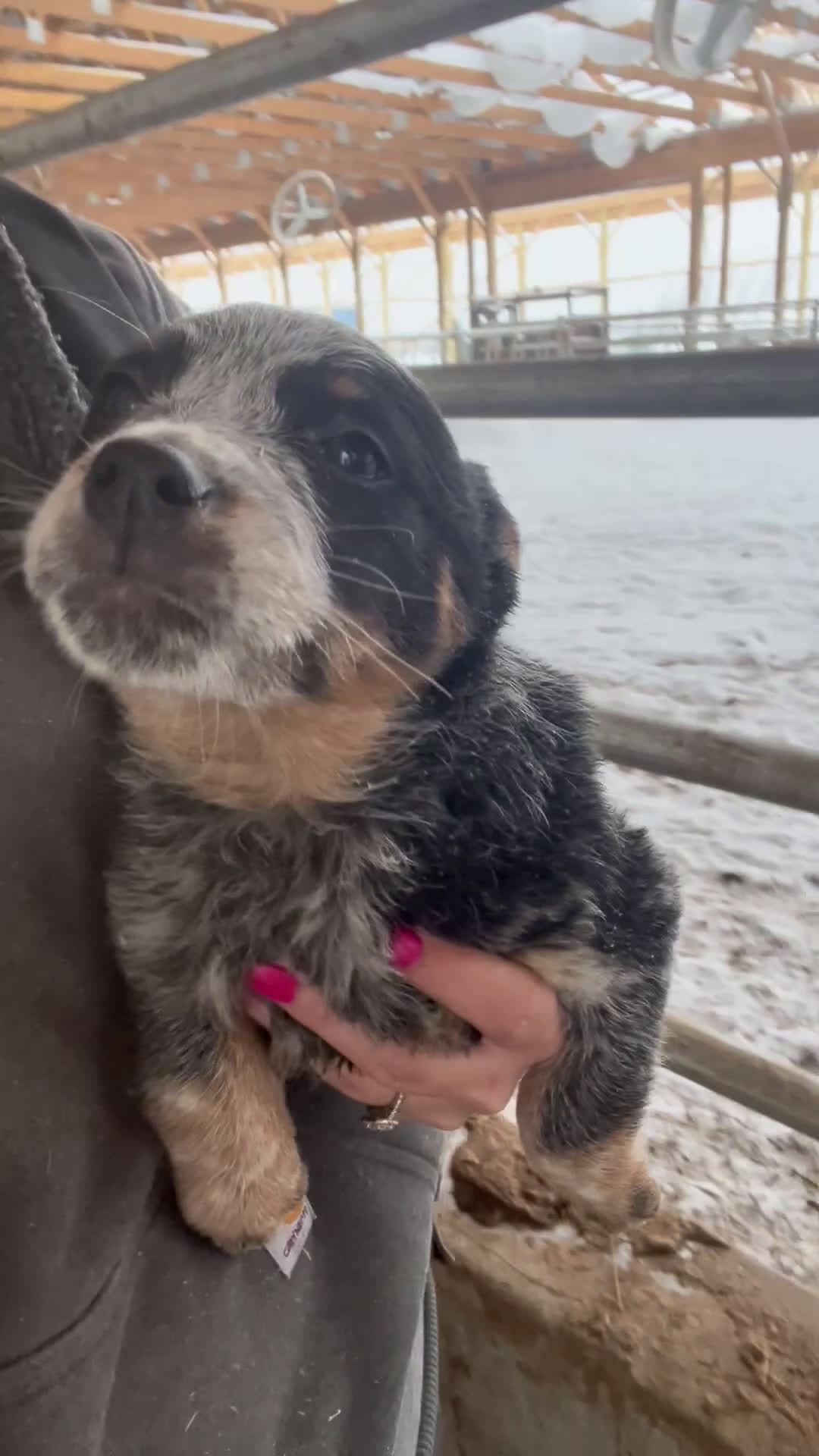 Australian Cattle Dog dogs for sale: Delilah - Video 1