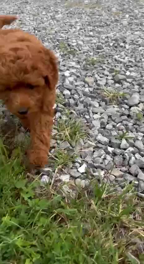 Mini Goldendoodle dogs for sale: Luna - Video 1