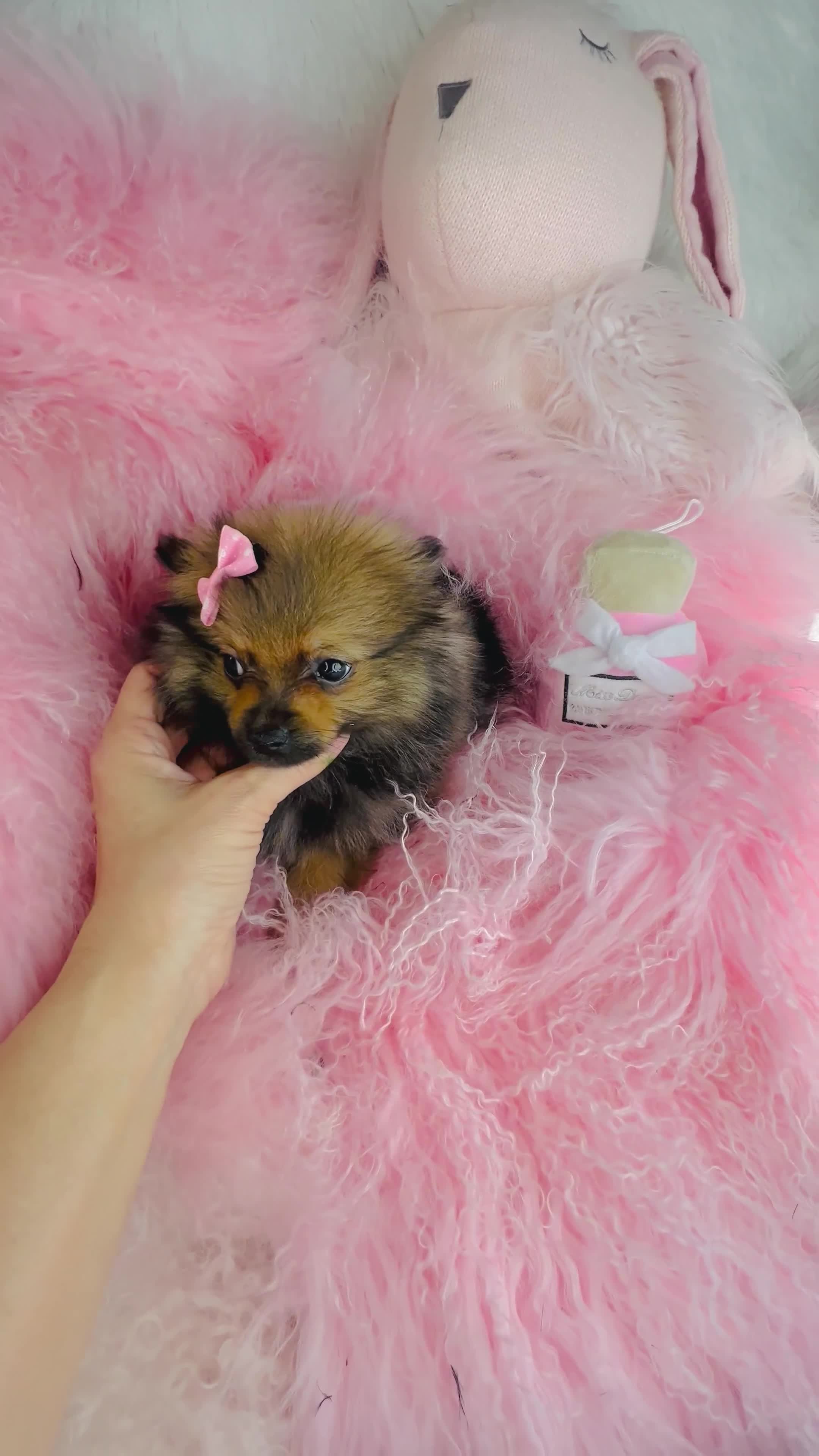 Pomeranian dogs for sale: Pomeranian Puppy 1 - Video 1