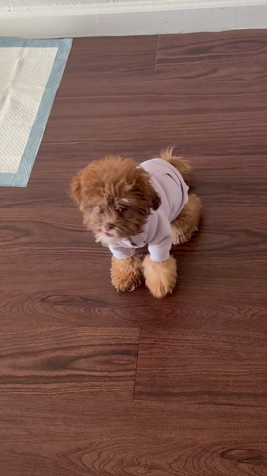 Shihpoo dogs for sale: Shihpoo Puppy 1 - Video 1