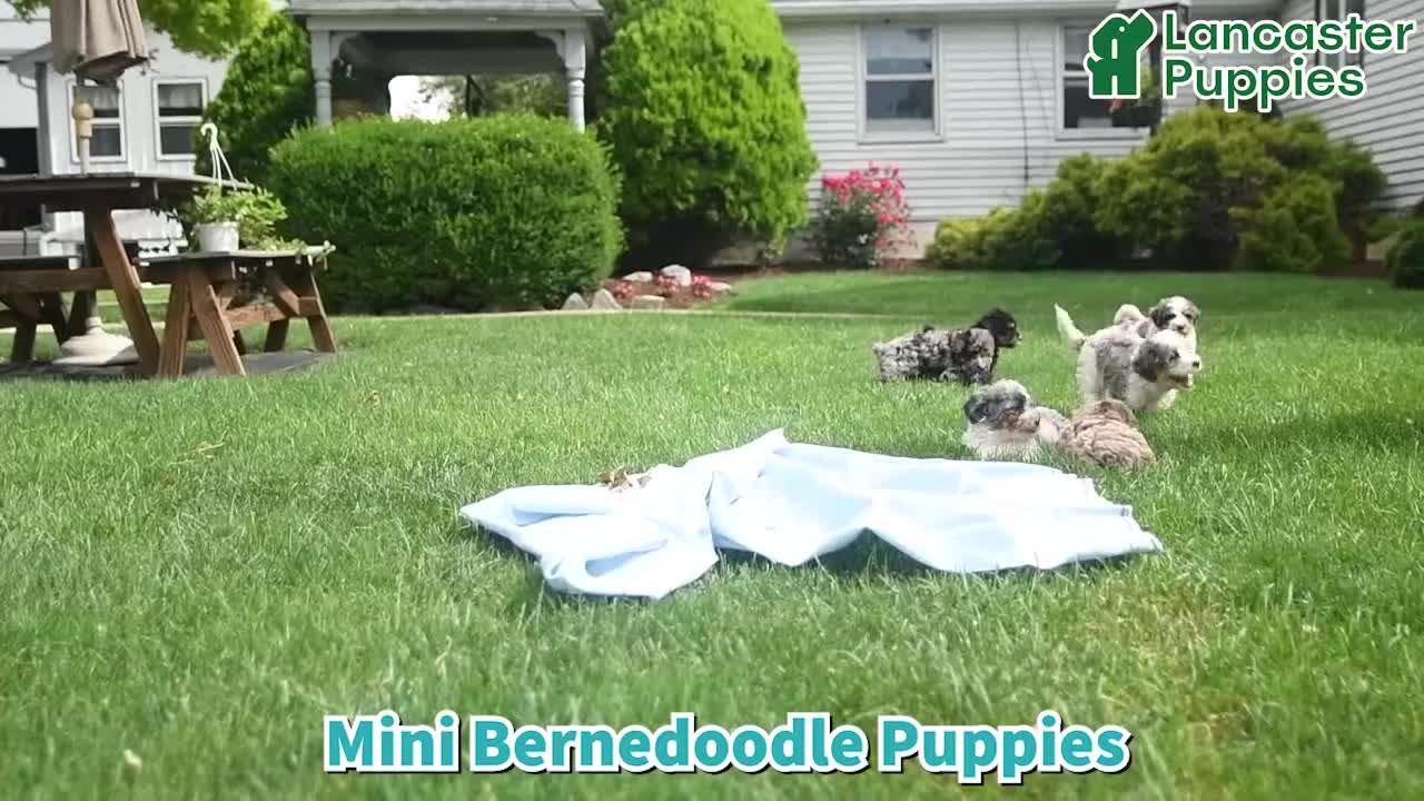 Mini Bernedoodle dogs for sale: Chana - Video 1