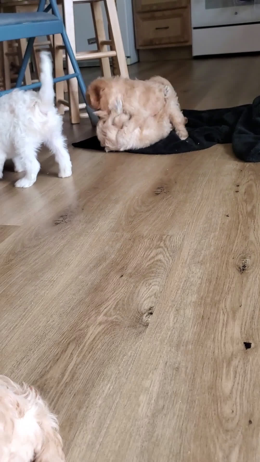 Cavachon dogs for sale: Taffy - Video 1