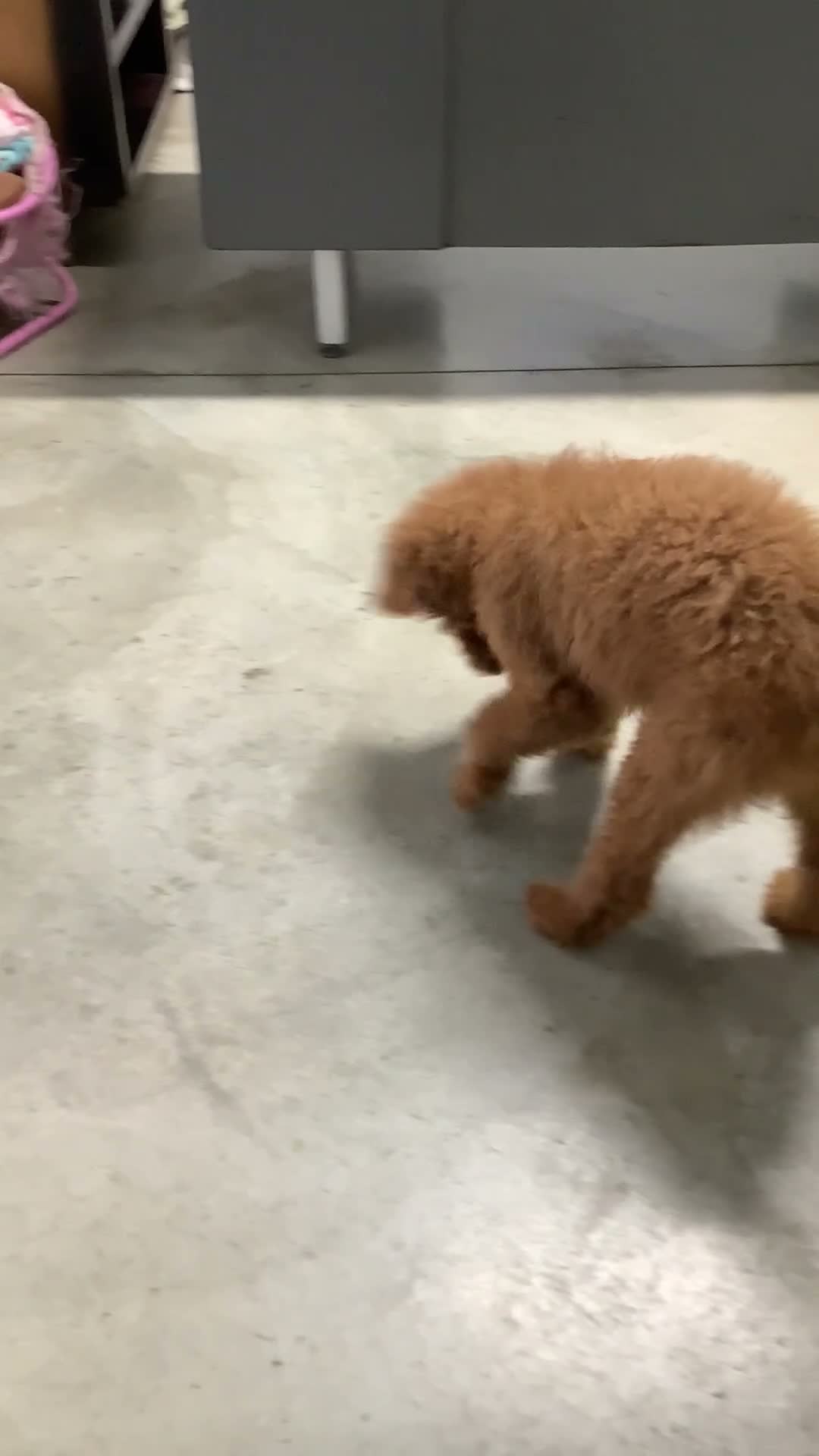 Goldendoodle dogs for sale: Goldendoodle 1 Rascal - f1b   - Video 1