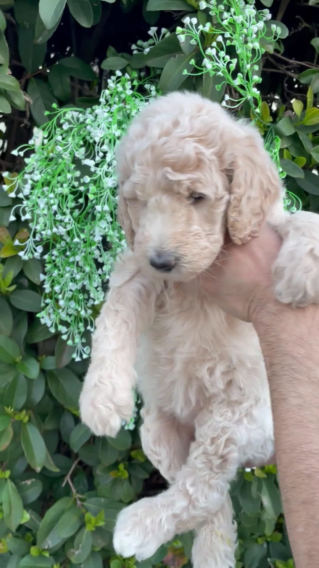 Goldendoodle dogs for sale: Sandy  - Video 1