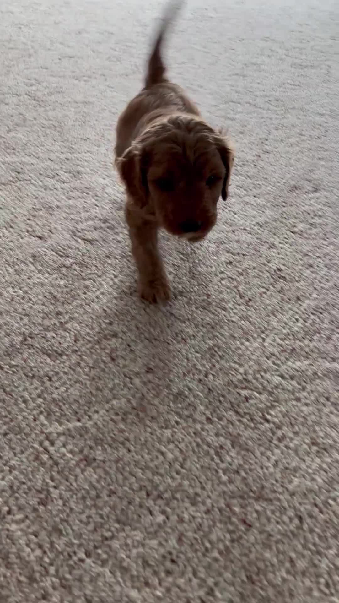Cavapoo dogs for sale: Bronco💙 - Video 1
