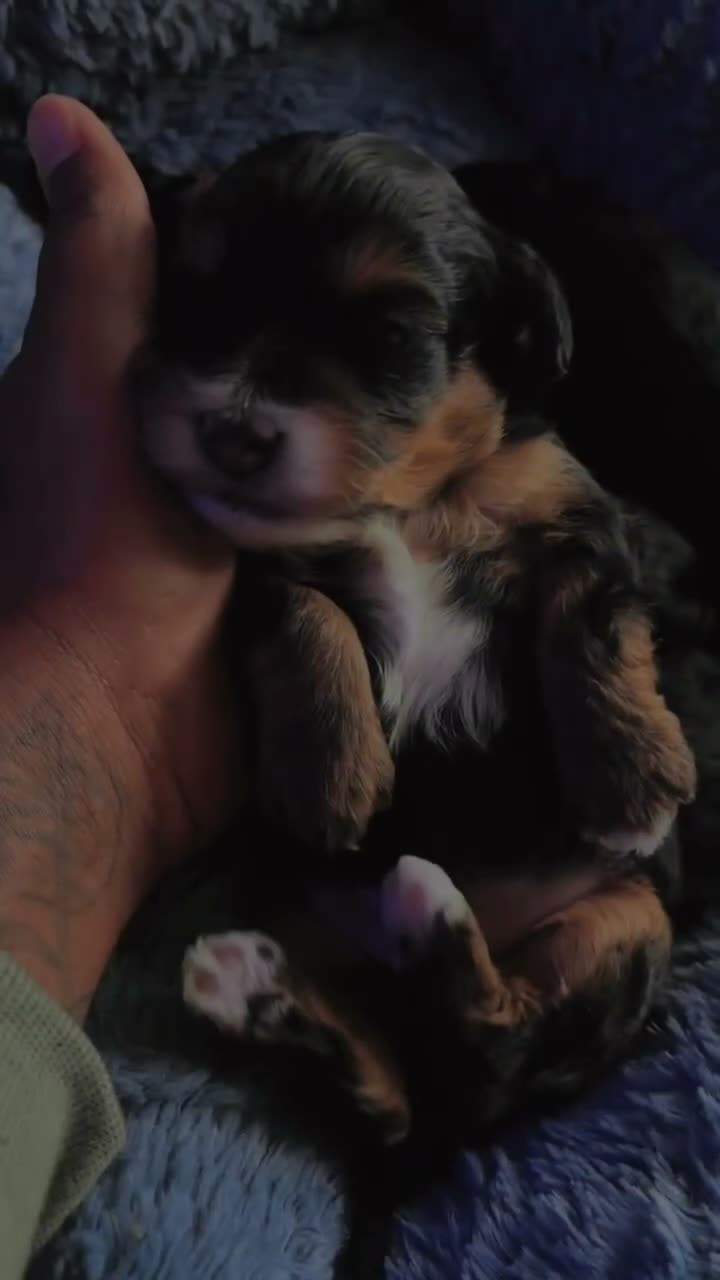 Yorkiepoo dogs for sale: Yorkiepoo 1 - Video 1
