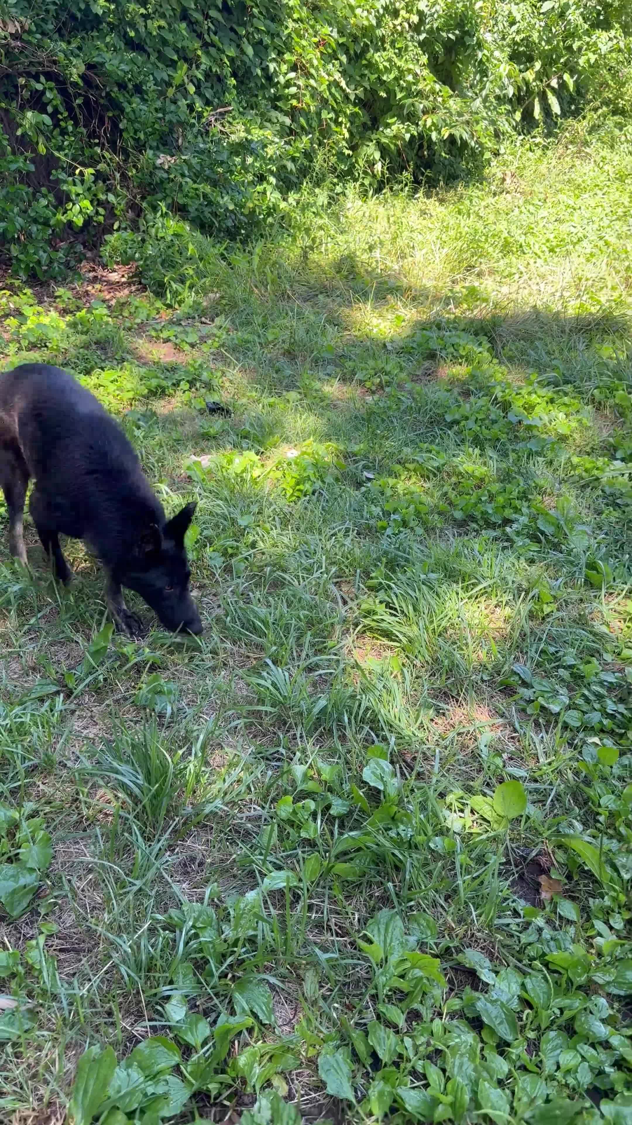 German Shepherd dogs for sale: German Shepherd 1 - Video 1