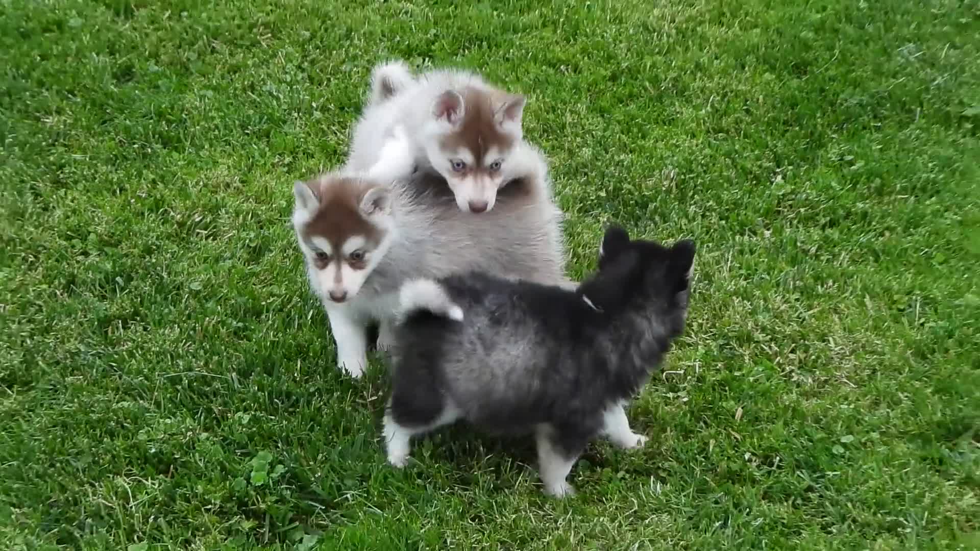 Pomsky dogs for sale: Toby - Video 1