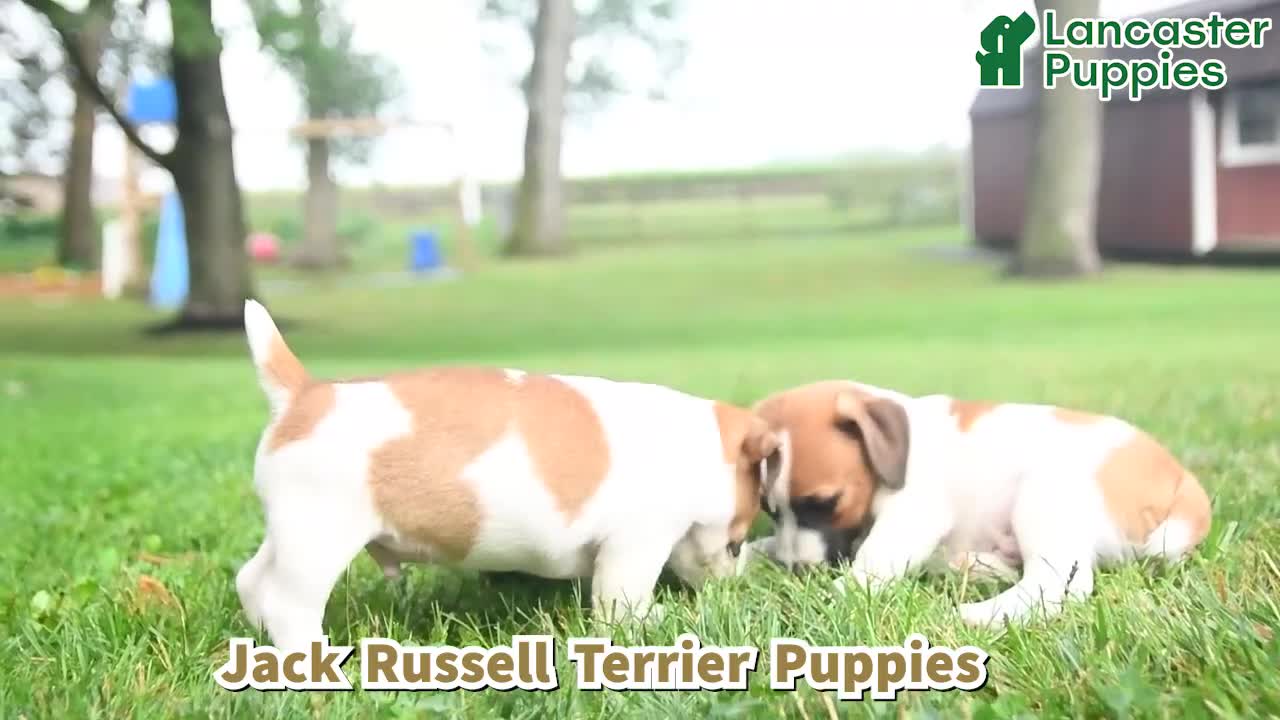 Jack Russell Terrier dogs for sale: Cookie - Video 1