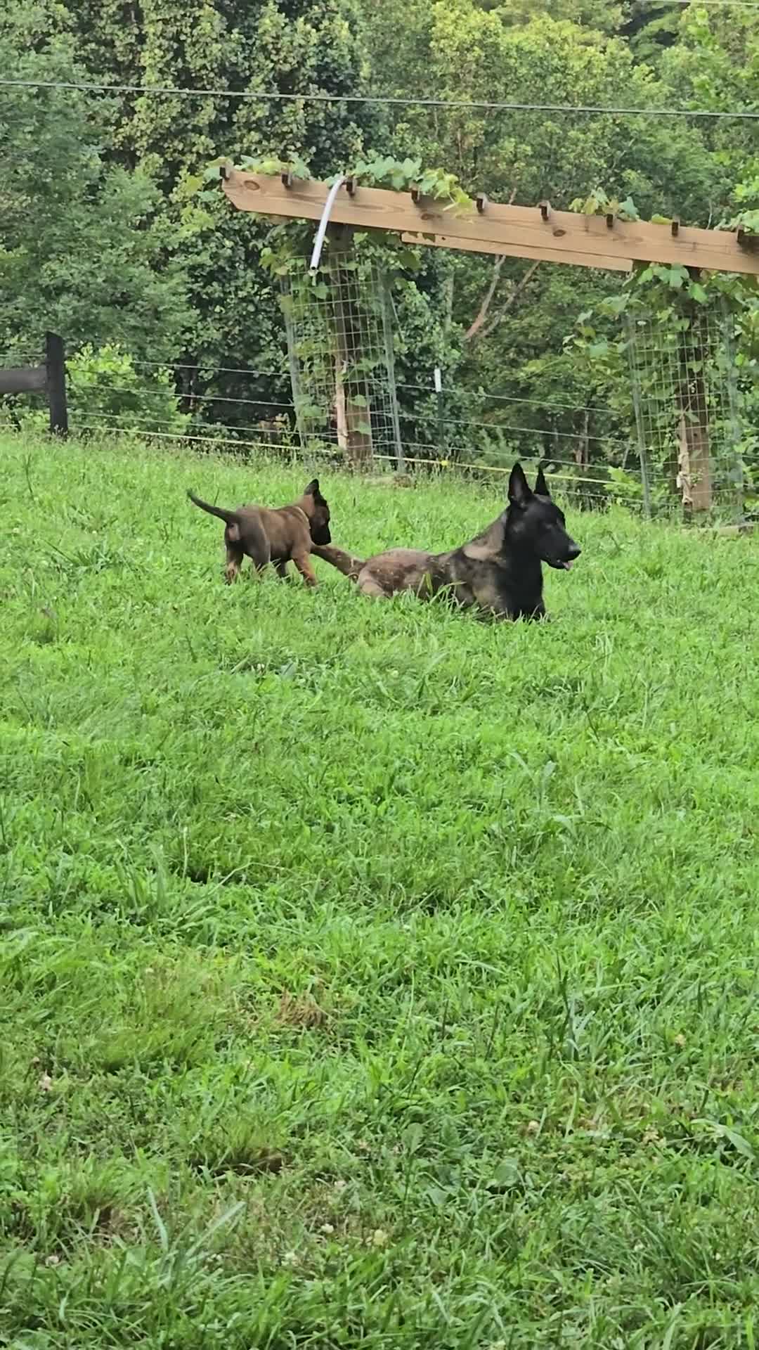 Belgian Malinois dogs for sale: Belgian Malinois 5 BLUE - Video 2