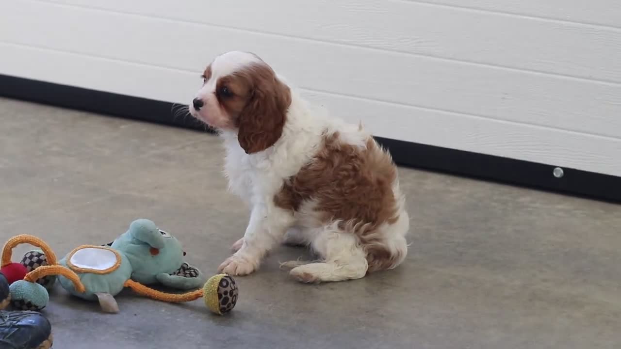 Cavalier King Charles Spaniel dogs for sale: Lila - Video 2