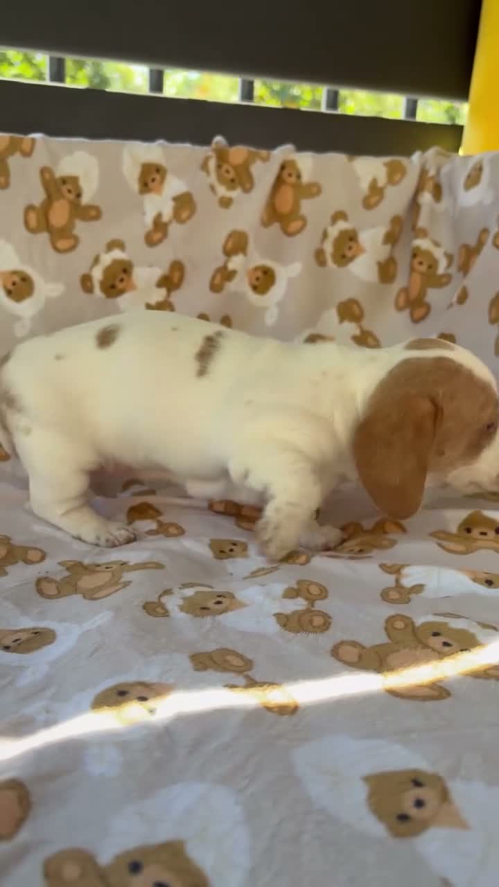 Miniature Dachshund dogs for sale: BLOSSOM - Video 2
