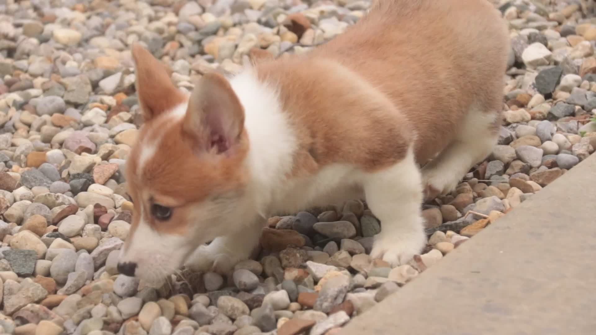 Welsh Corgi Pembroke dogs for sale: Mila Welsh Corgi Pembroke  - Video 2